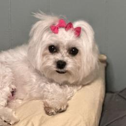 Chloe - Maltese