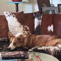 Doc - Pembroke Welsh Corgi