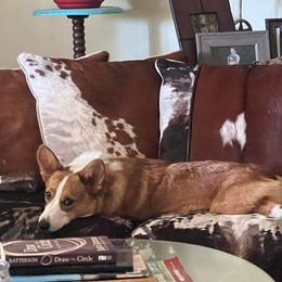 Doc - Pembroke Welsh Corgi