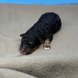 Genevieve - Phantom female Poodle puppy in Greeneville, Tennessee from Smokey Mountain Sheepadoodles