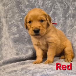 Red - Dark golden female Golden Retriever puppy in Taft, Tennessee from McGraw's Fetching Pups