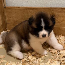 Emily - Red female Akita puppy in Rahway, New Jersey from Apexx Akitas