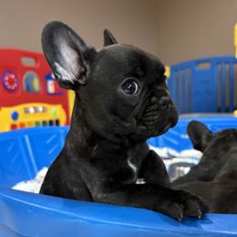 Charlie - Brindle male French Bulldog puppy in Harrisburg, Pennsylvania from KnockDown Bulldogs