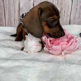 Dachshund Puppies from Harrison Farm