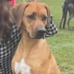 SUKARI - Rhodesian Ridgeback