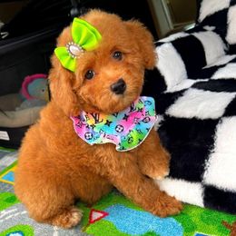 ButterCup - Apricot female Maltipoo puppy in Sugar Land, Texas from Celebrity Maltipoos