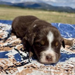Secretariat - Red tri male Miniature Australian Shepherd puppy in Beaver, Utah from Renegade Point Stock Dogs