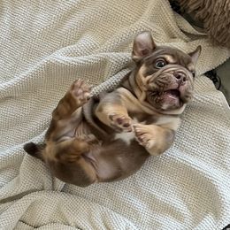 Bulldog and French Bulldog Puppies from JuneBug Bullies