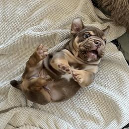 Bulldog and French Bulldog Puppies from JuneBug Bullies