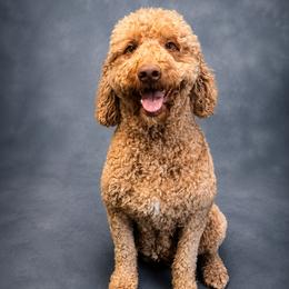 Nugget - Apricot female Goldendoodle puppy in Lancaster, California from Kid's Best Doodle