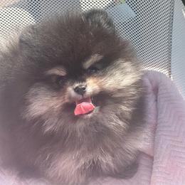 Teddy - Black male Pomeranian puppy in Kansas City, Missouri from S&K Pomeranians