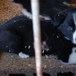 Border Collies from Wall's Border Collies