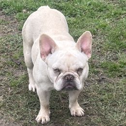 Aspen - French Bulldog