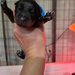 Bright blue - Black and mahogany male Rottweiler puppy in Salem, Oregon from C&C Royal Rottweilers