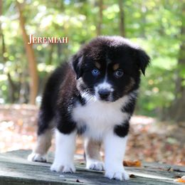Jeremiah - Black tri-color male Australian Shepherd puppy in Coldwater, Michigan from Northern Star Australian Shepherds