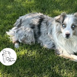 Rugby - Australian Shepherd