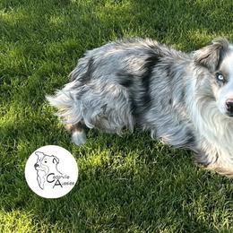 Rugby - Australian Shepherd