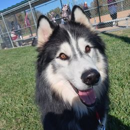 Buddy - Siberian Husky
