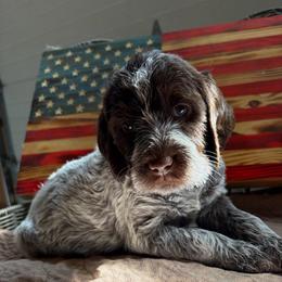 Demi-(Storm) - Brown and gray female Wirehaired Pointing Griffon puppy in Grangeville, Idaho from Happy Hollow Griffons