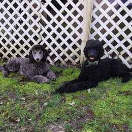 Poodles from Blue Paws Kennel