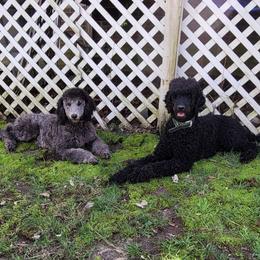 Poodles from Blue Paws Kennel