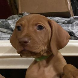 Vizsla Puppies from Carlson Vizslas