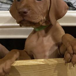 Vizsla Puppies from Carlson Vizslas