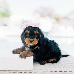 Latte - Black and tan female Cavapoo puppy in Murray, Utah from Sun Valley Doodles