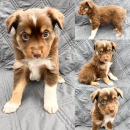 Red tri female 2 - Red tri female Miniature Australian Shepherd puppy in Brooker, Florida from Honey, I Shrunk the Aussies