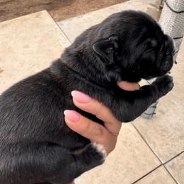 Brindle girl - Black brindle male Cane Corso puppy in Compton, California from Urban League Cane Corso
