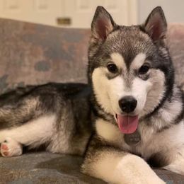 Alaskan Malamutes from Catera Alaskan Malamutes