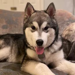 Alaskan Malamutes from Catera Alaskan Malamutes
