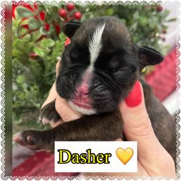 Dasher - Brindle male Boxer puppy in Greenwell Springs, Louisiana from Bayou Boxer Haus - Baton Rouge Boxers