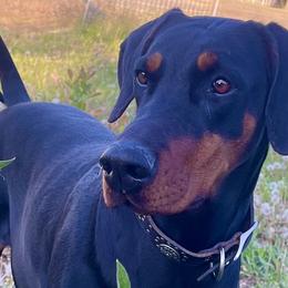 DESI - Doberman Pinscher