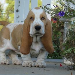 Basset Hound and Pembroke Welsh Corgi Puppies from Northstar Corgis and Basset Hounds
