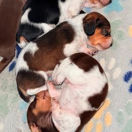 Dachshund Puppies from Drift & Dash Dachshunds