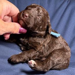 Onyx light blue collar - Brown male Poodle puppy in Clarkston, Washington from Doodle & Poodle Palace