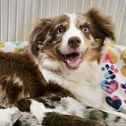 Piper - Miniature Australian Shepherd