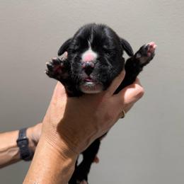 Gray - Brindle male Boxer puppy in Jamesville, New York from Reynolds Homestead Boxers