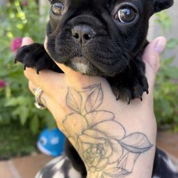 French Bulldog Puppies from Divine French Bulldogs