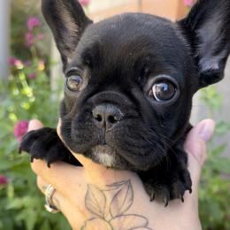 French Bulldog Puppies from Divine French Bulldogs