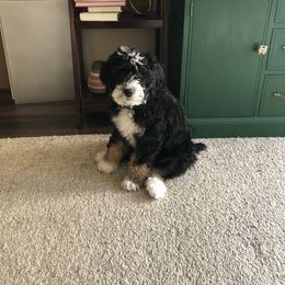 Aussiedoodle, Bernedoodle, and Poodle Puppies from Miller's Doodles