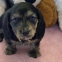 Stallone - Dachshund puppy in Great Bend, Pennsylvania from Dashing Doxies