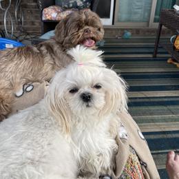 Bella - Shih Tzu