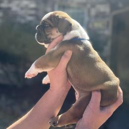 Zorro - Chocolate tri-color male Bulldog puppy in Plano, Texas from Dallas Finest Bulldogs