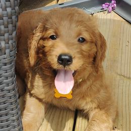 Nelson - Red  Goldendoodle puppy in Hudson, Florida from Can Do It Dogs
