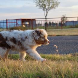 Australian Shepherd Puppies from AW Standard Aussies
