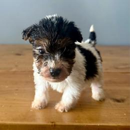 Rocky (Lime Green) - White and black male Wire Fox Terrier puppy in Knoxville, Tennessee from Wire Hairs of Knoxville