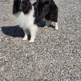 Zira - Black and white female Shetland Sheepdog puppy in Greenfield, Ohio from Kayla's Shelties