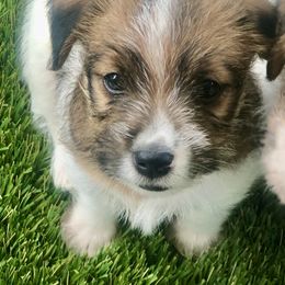 Russell Terrier Puppies from Awesome Pups